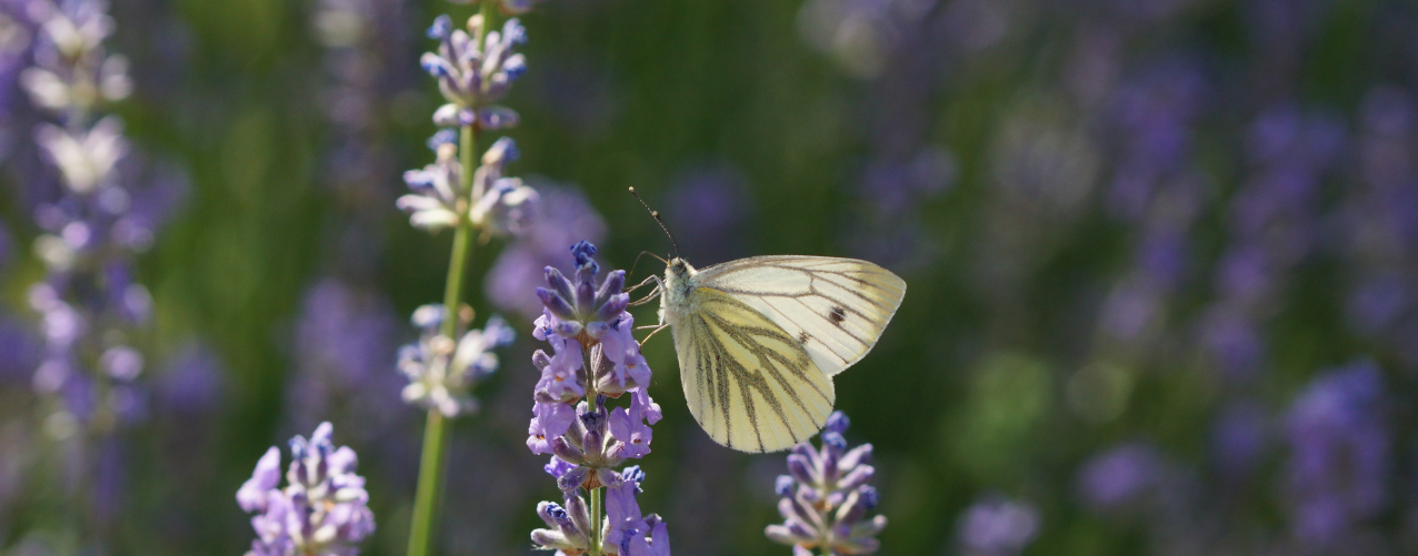 Pieris napi (© Ulrike Schäfer)